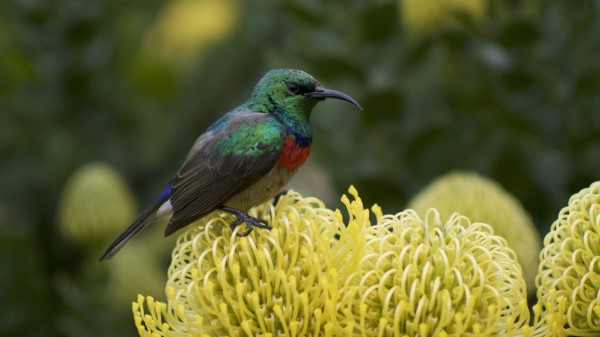 Palestine Sunbird Bird Flower Wallpaper