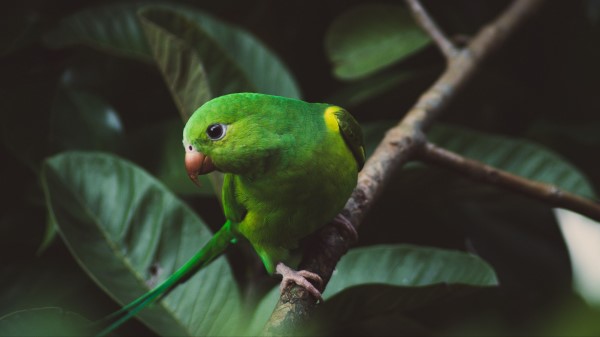 Parakeet Parrot Green Wallpaper