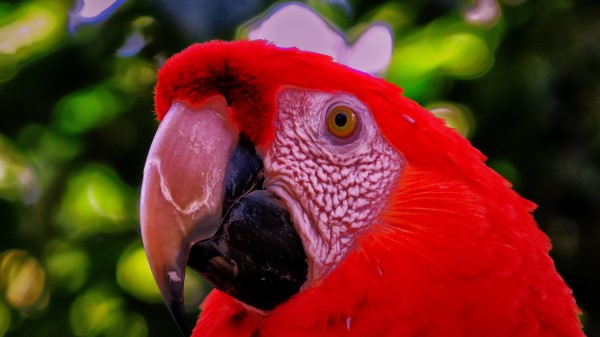 Parrot Beak Bird Eyes Wallpaper