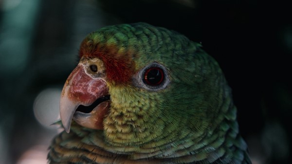 Parrot Bird Beak Image Wallpaper