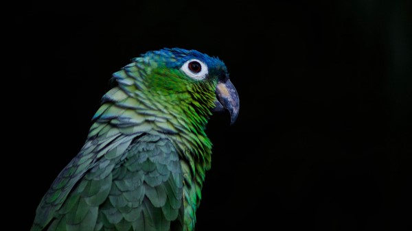 Parrot Bird Beak Wallpaper
