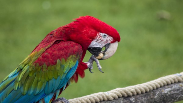 Parrot Bird Color Feathers Beak Wallpaper