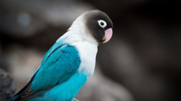 Parrot Bird Color Image Wallpaper