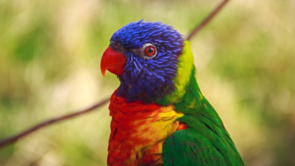 Parrot Bird Colorful Image Wallpaper