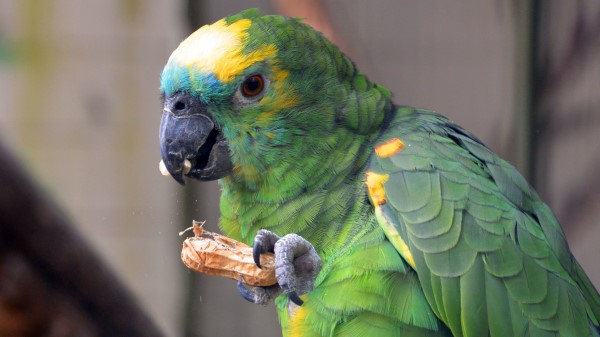 Parrot Bird Food Color Wallpaper
