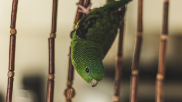Parrot Bird Green Cage Wallpaper
