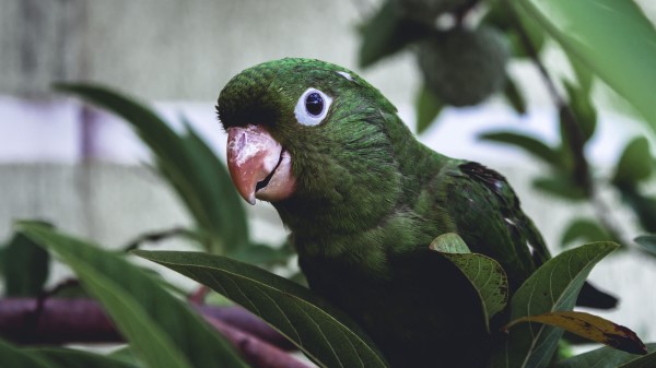 Parrot Bird Green Image Wallpaper