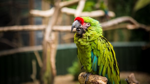 Parrot Bird Green Wallpaper