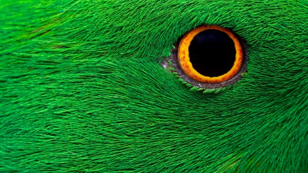 Parrot Birds Eye Wallpaper