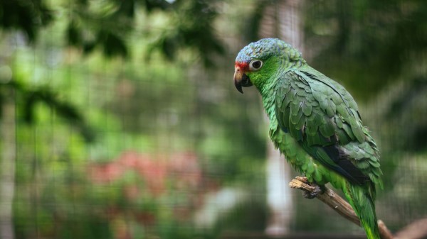 Parrot Colorful Bird Wallpaper