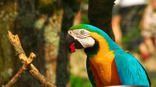 Parrot Macaw Bird Beak Image Wallpaper
