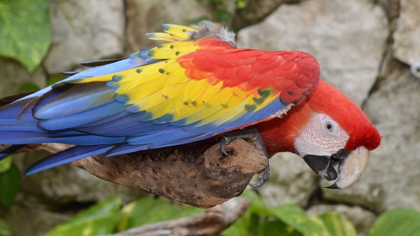 Parrot Macaw Bird Colorful Wallpaper
