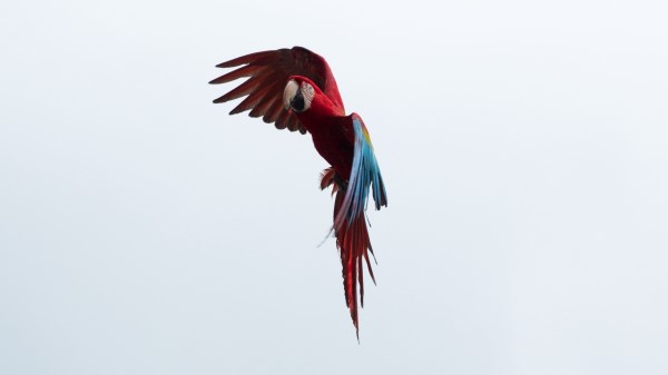 Parrot Macaw Bird Wallpaper