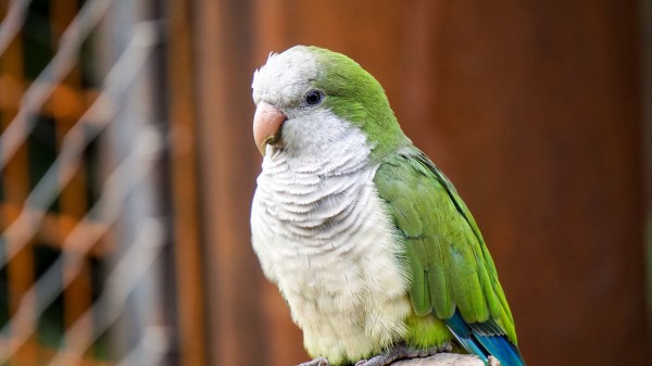 Parrot Monk Parakeet Color Bird Wallpaper
