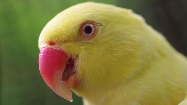 Parrot Yellow Beak Colo Wallpaper