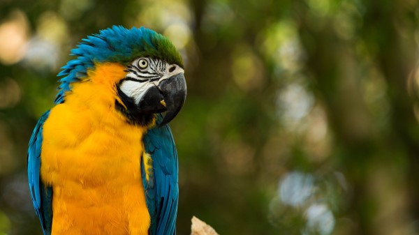 Parrot Yellow Blue Wallpaper