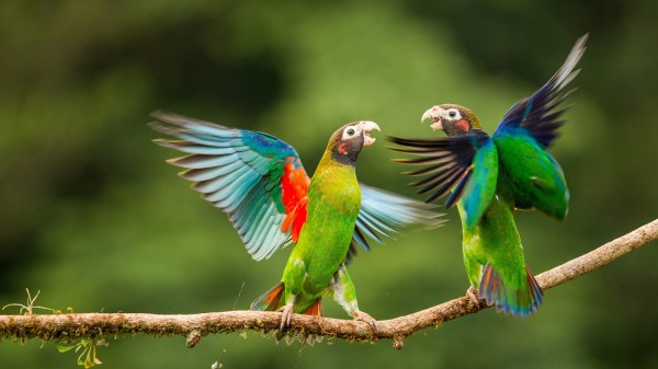 Parrots Love Birds Wings Hd Wallpaper
