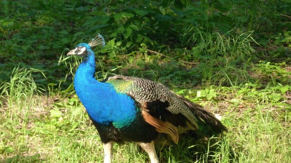 Peacock Feathers Bird Beautiful Grass Walk Wallpaper