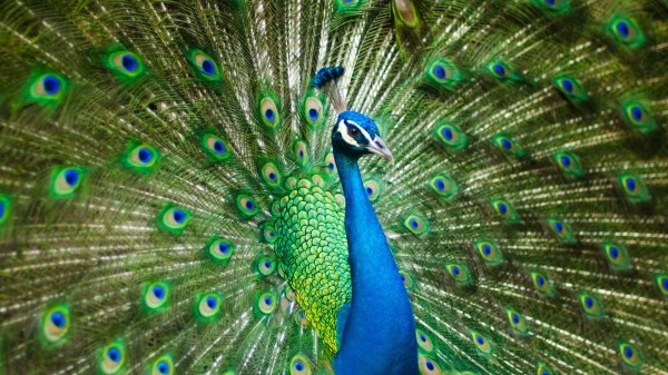Peacock Peafowl Hd Wallpaper
