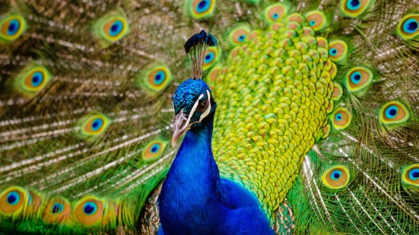 Peafowl Indian Peacock Hd Wallpaper
