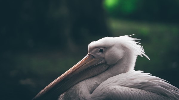 Pelican Beak Bird Wallpaper