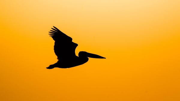 Pelican Bird Silhouette Wallpaper