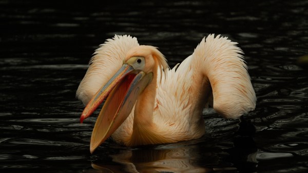Pelican Pink Bird Water Wallpaper