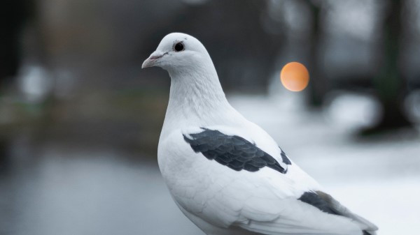 Pigeon Bird White Wallpaper