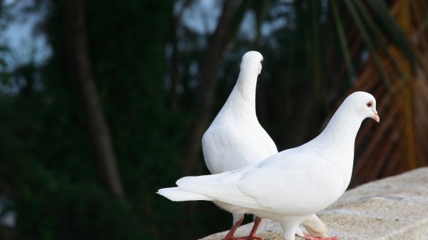 Pigeons Birds Couple White Wallpaper