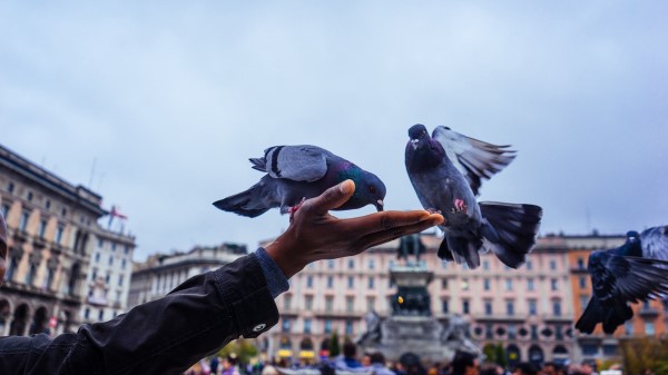 Pigeons Feeding Hand Wallpaper