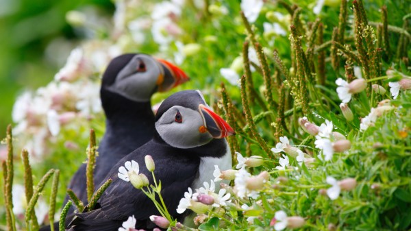 Puffin Couple Flowers Dew Ears Grass Look Wallpaper