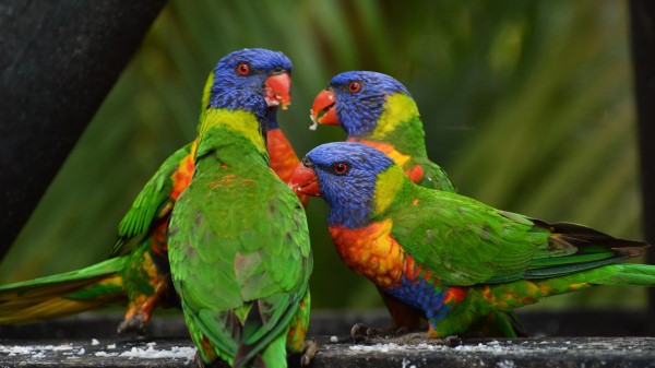 Rainbow Lorikeet Parrots Birds Image Wallpaper