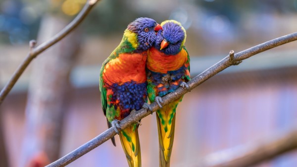 Rainbow Lorikeet Parrots Birds Wallpaper