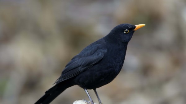 Raven Bird Beak Image Wallpaper