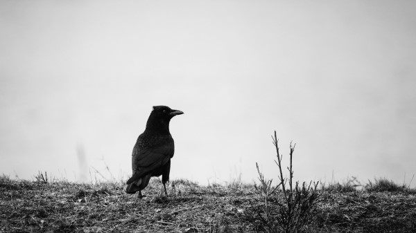 Raven Bw Bird Wallpaper
