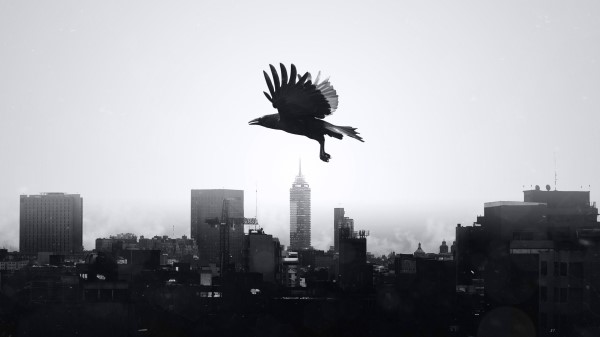 Raven City Bw Wallpaper