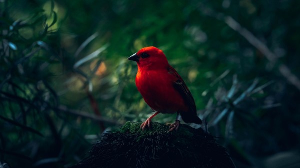 Red Bird Bird Bright Wallpaper