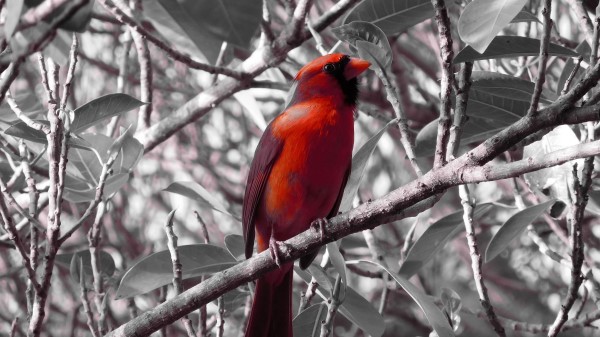 Red Cardinal Bird Branch Sit Wallpaper