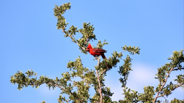 Red Cardinal Bird Tree Wallpaper