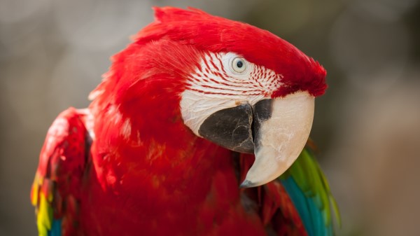 Red Green Macaw Parrot Wallpaper