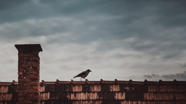 Roof Bird Magpie Wallpaper