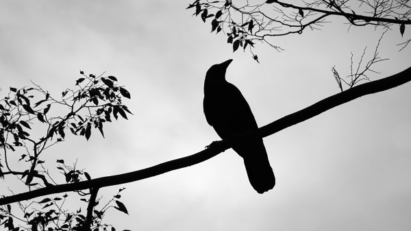 Rook Bird Silhouette Wallpaper