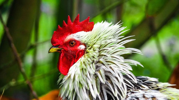 Rooster Bird Poultry Wallpaper
