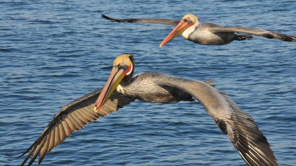 Sea Birds Pelicans Wallpaper