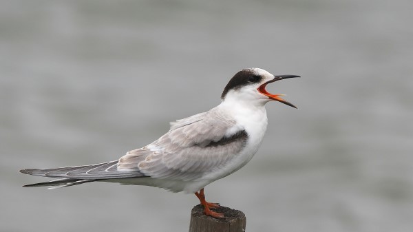 Seagull Beak Cry Wallpaper
