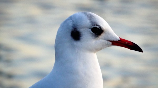 Seagull Bird Beak Image Wallpaper