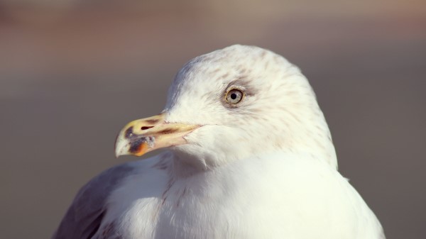 Seagull Bird Beak Wallpaper