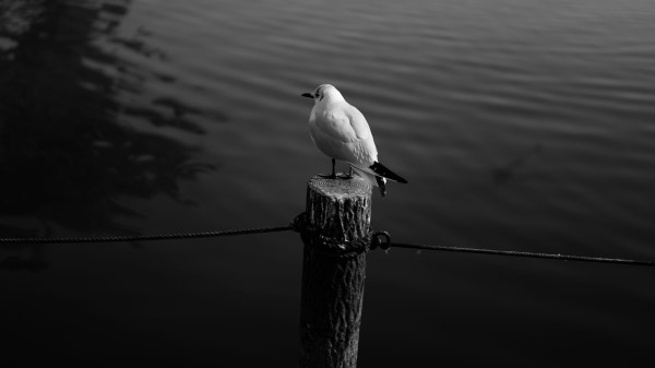 Seagull Bird Bw Image Wallpaper
