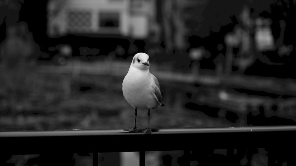 Seagull Bird Bw Wallpaper