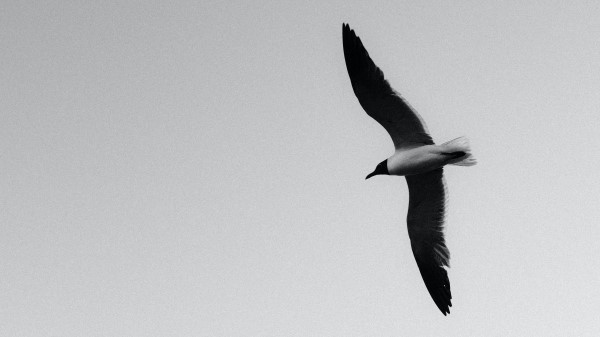 Seagull Bird Bw Wall Wallpaper